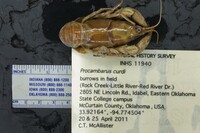 Procambarus curdi image